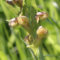 coeloglossum_viride3bmd (Dactylorhiza viridis)