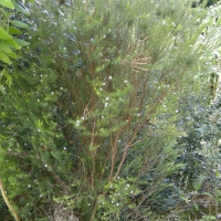 Coleonema pulchellum (Arbuste aux confettis, Coléonéma)