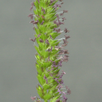 cynosurus_cristatus3md (Cynosurus cristatus)