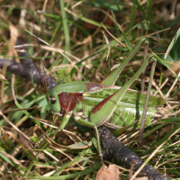 decticus_verrucivorus5md (Decticus verrucivorus)