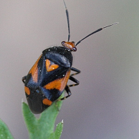 Deraeocoris trifasciatus (Punaise)