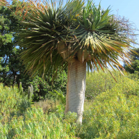 dracaena_draco3mv (Dracaena draco)