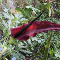 dracunculus_vulgaris4bd (Dracunculus vulgaris)