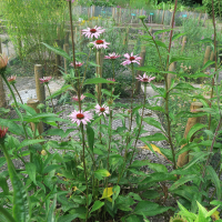 echinacea_purpurea3md