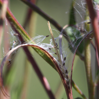 epilobium_roseum4md (Epilobium roseum)