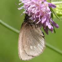 erebia_manto5md (Erebia manto)