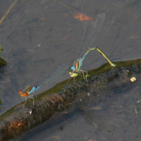 erythromma_najas4bd (Erythromma najas)