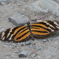 eueides_isabella_eva3bd (Eueides isabella ssp.eva)