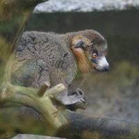Eulemur mongoz (Lémur mangouste)