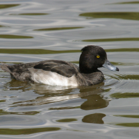 fuligule_morillon_-_aythya_fuligula3bd (Aythya fuligula)