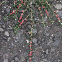 Indigofera linifolia (Indigotier à feuilles de lin)