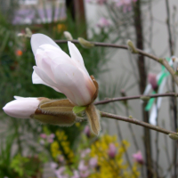 magnolia_stellata3md