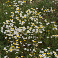 Matricaria chamomilla (Petite camomille, Camomille sauvage, Camomille inodore)