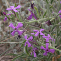 matthiola_sinuata3amd