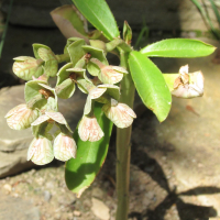 Euphorbia kaessneri (Euphorbe de Kaessner, Monadenium de Kaessner)