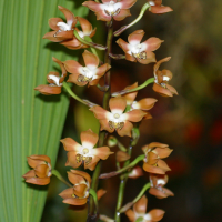 Neomoorea irrorata (Neomoorea)