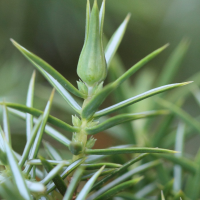 Oligotrophus juniperinus (Oligotrophus, Galle du genévrier)