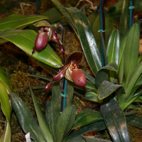 Paphiopedilum moquettianum x glanduliferum (Paphiopedilum)