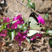 Papilio dardanus ssp. meriones (Papilio)