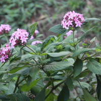 pentas_lanceolata9md