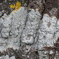 Pertusaria pertusa (Lichen)