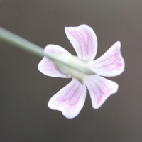 petrorhagia_saxifraga_gasparrinii4md