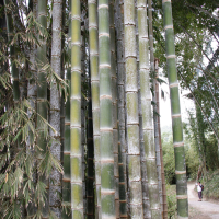 phyllostachys_bambusoides2md