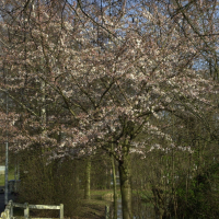 Prunus avium (Merisier, Cerisier des oiseaux)