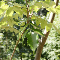 rhus_chinensis2md