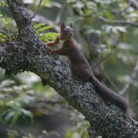 sciurus_vulgaris3bd