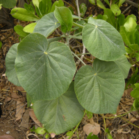 Talipariti tiliaceum (Ketmie faux-tilleul, Mova)