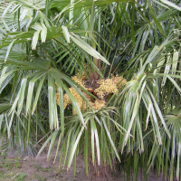trachycarpus_fortunei7md (Trachycarpus fortunei)