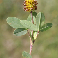 trifolium_spadiceum2md (Trifolium spadiceum)