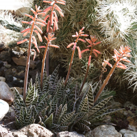 Aloe variegata (Aloès)