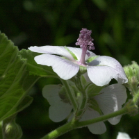 althaea_officinalis3md