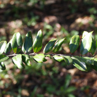Carissa spinarum (Bois amer)