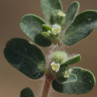 chamaesyce_granulata3md (Euphorbia granulata)