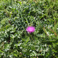 Cirsium acaulon (Cirse acaule)