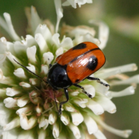 cryptocephalus_bipunctatus2sd (Cryptocephalus bipunctatus)