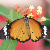 danaus_chrysippus6md (Danaus chrysippus)