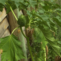 datura_stramonium2md (Datura stramonium)