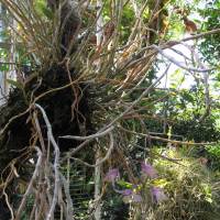 Dendrobium aphyllum (Dendrobium)