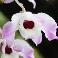 dendrobium_nobile3md