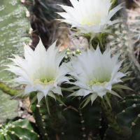 echinopsis_oxygona2md (Echinopsis oxygona)