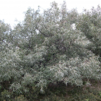 Elaeagnus angustifolia (Chalef à feuilles étroites)