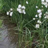 eriophorum_angustifolium4md (Eriophorum angustifolium)