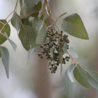 Eucalyptus polyanthemos (Eucalyptus)