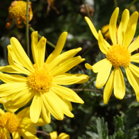 euryops_pectinatus2md