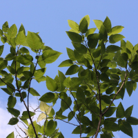 Ficus lateriflora (Figuier blanc)