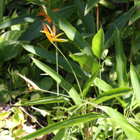 heliconia_psittacorum2md